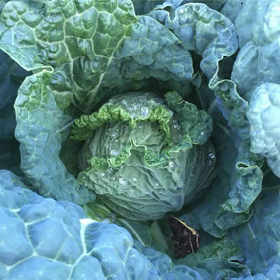 Cabbage overwintering to become a delicious meal!